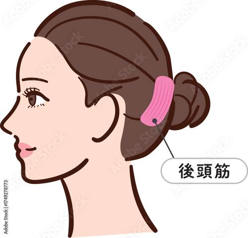 若い女性の横顔　後頭筋の図解イラスト（名称とライン付き）