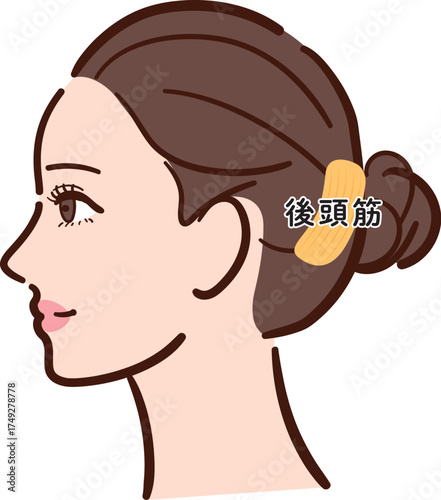 若い女性の横顔　後頭筋の図解イラスト（名称あり・カラフル）