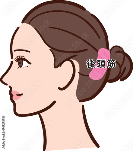 若い女性の横顔　後頭筋の図解イラスト（名称あり）
