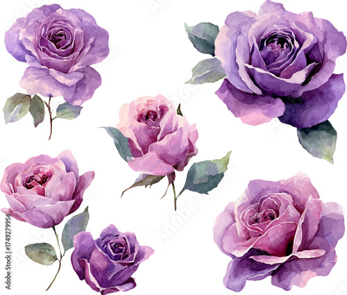 set of pink roses
