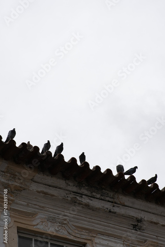 Pigeons perched on a tiled rooftop of a city house, symbolizing urban wildlife, coexistence, and everyday city life in natural light.