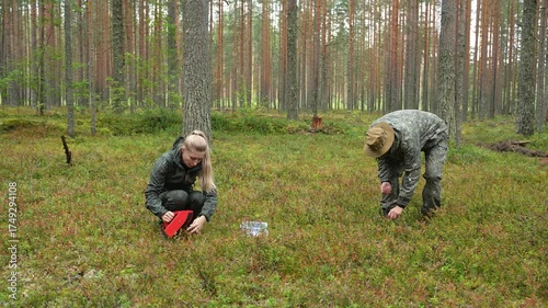 A young couple is picking berries in the forest. A man and a woman are picking bilberries in the forest. A young woman is picking berries using a handheld berry harvester. Wild berry harvest.