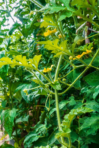 Blooming watermelon in a greenhouse with growing tomatoes. Growing vegetables.