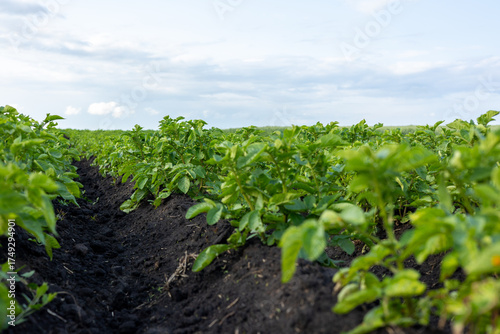Rows of healthy potato plants flourish in a vibrant green field under a clear sky, ready for harvesting
