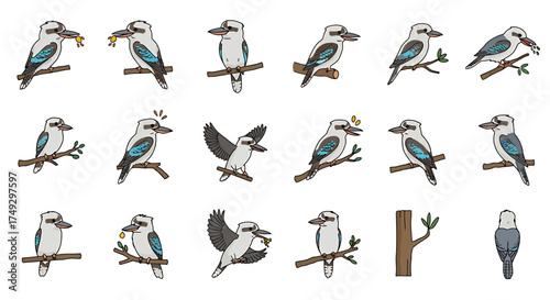 An illustration set of kookaburra birds in various poses on branches