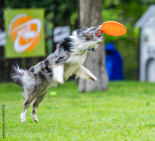 A dog runs and catches a Frisbee