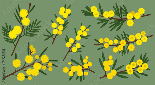 Illustration of various yellow wattle flower sprigs against a muted green background