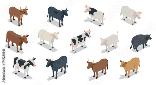Isometric cattle collection: diverse breeds and colors in modern design