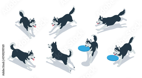 Playful husky dogs in motion with frisbees on a white background