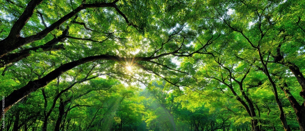 Naklejka premium Lush green forest canopy with sunlight filte through dense leaves and vibrant foliage creating a peaceful natural scene