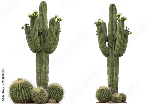 Isolated saguaro cactus and golden barrel cacti plants, flowering succulents of Southwest desert