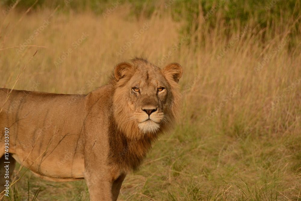 Fototapeta premium Lion in the wild during a Safari in Uganda