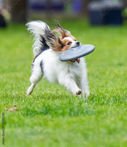 A dog runs and catches a Frisbee