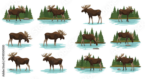 Twelve illustrations of moose standing in shallow water near evergreen trees