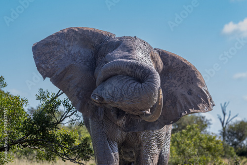 Canvastavla South Africa, Kruger National Park, African Elephant (Loxodonta africana), trump
