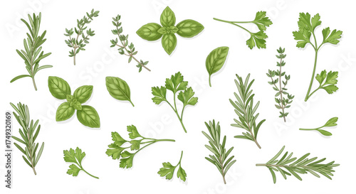 Fresh herbs illustration for culinary design projects featuring rosemary, thyme, basil, and parsley on a clean white backdrop perfect for healthy recipes