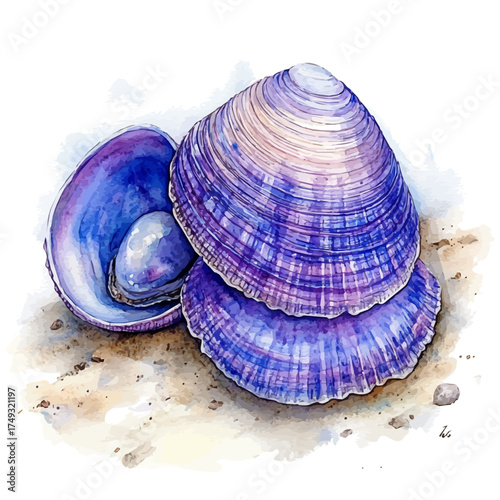 Clam, watercolor vector, isolated on a white background.