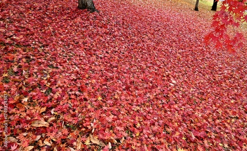 地面を覆い尽くすモミジの落ち葉