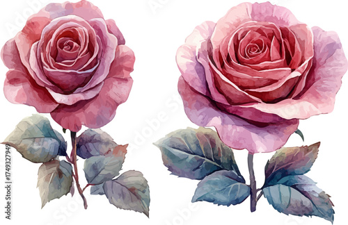 pink roses on white background