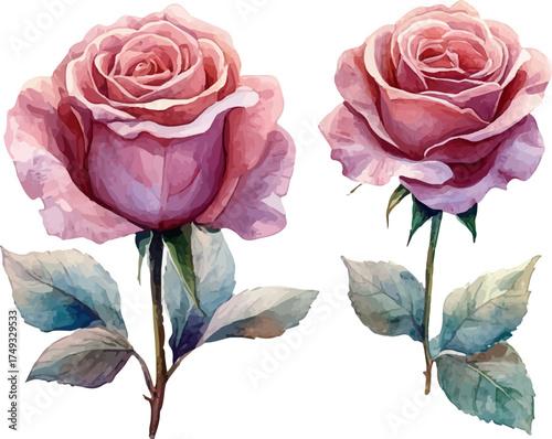 set of roses vector illustration