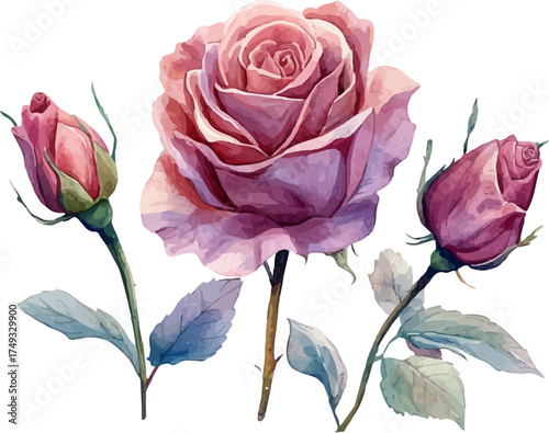 bouquet of pink roses