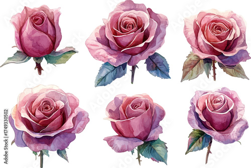 Floral Pink Roses Clipart