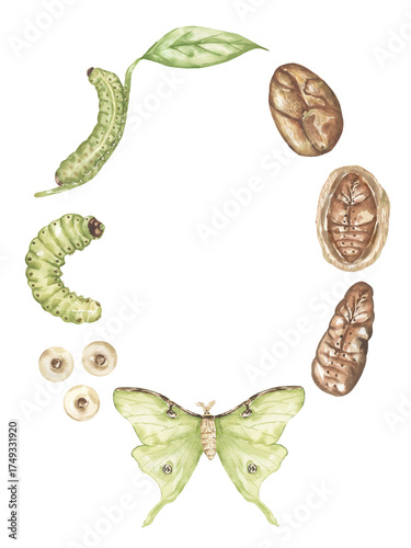 Watercolor illustration of butterfly life cycle, moth insects educational poster, wild nature print