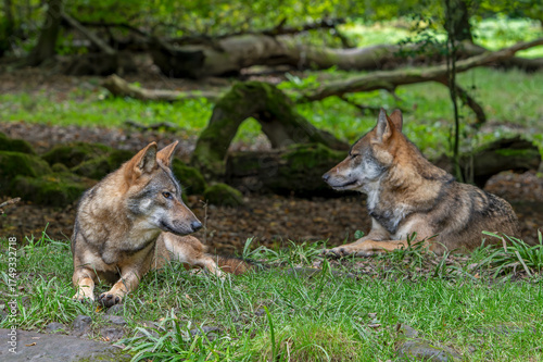 Two Eurasian wolves / European grey wolves (Canis lupus lupus) resting in forest