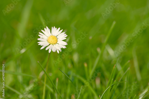 Wallpaper Mural Daisy flower in green grass bathed in soft evening sunlight	 Torontodigital.ca