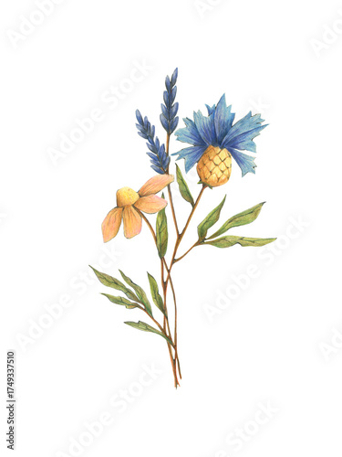 Elegant bouquet hand drawn flowers illustration isolated on transparent background. Field flowers and herbs design. Chamomile cornflower and leaves floral card.