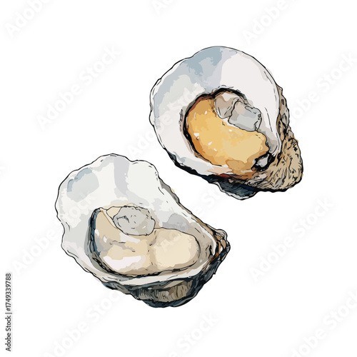 Fresh Oysters Seafood Delicacy Watercolor Illustration.