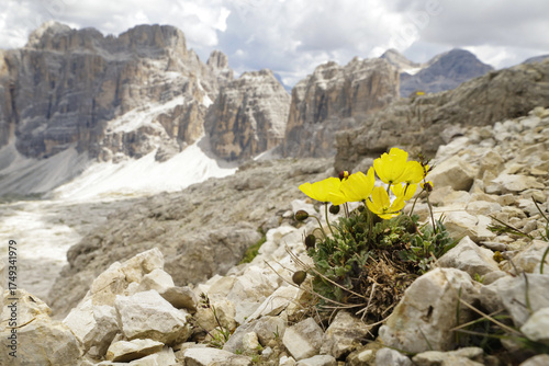 yellow flowers in the mountains