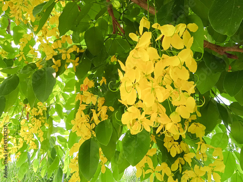 Golden shower flowers blossoms cascade from lush green branches, capturing the vibrant essence of spring in full bloom nature’s brilliance in a single frame.