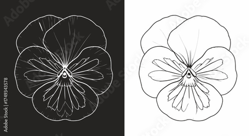 Elegant line art drawing of a pansy flower in silhouette on black and white backgrounds