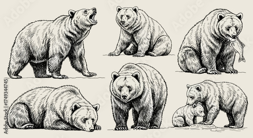 Collection of grizzly bears in a vintage engraving style