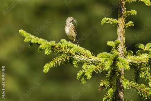 sparrow on a branch