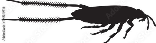 Detailed black silhouette of a silverfish insect. Vector illustration of a common household pest with bristly cerci