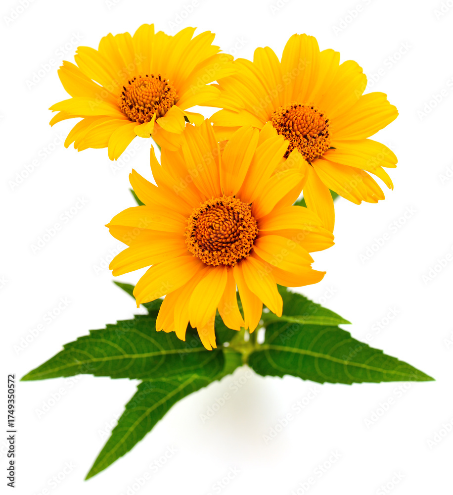 Fototapeta premium Yellow Heliopsis flowers isolated on white background