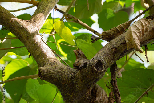 an elusive Philippine frogmouth that blends really well on a tree branch and hold its posture like it is part of a tree
