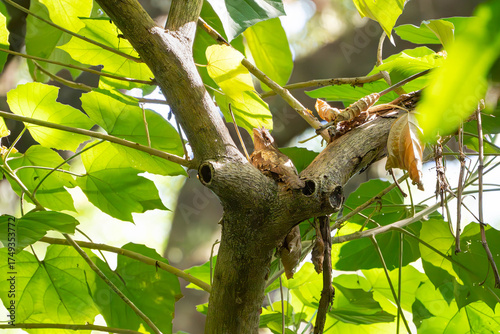 an elusive Philippine frogmouth that blends really well on a tree branch and hold its posture like it is part of a tree