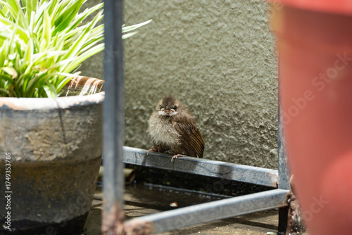 a nestling Eurasian tree sparrow that has fallen to its nest and calling for help of its parents