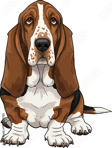Basset Hound Breed Illustrations for clipart Dog white color background 
