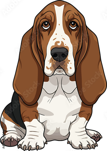 Basset Hound Breed Illustrations for clipart Dog white color background 
