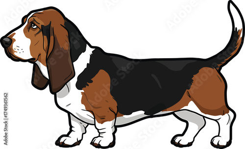 Basset Hound Breed Illustrations for clipart Dog white color background 
