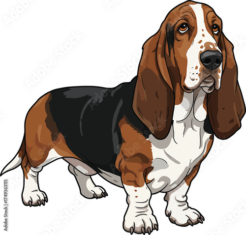 Basset Hound Breed Illustrations for clipart Dog white color background 
