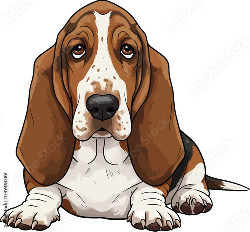 Basset Hound Breed Illustrations for clipart Dog white color background 
