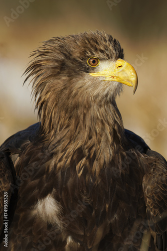 american bald eagle