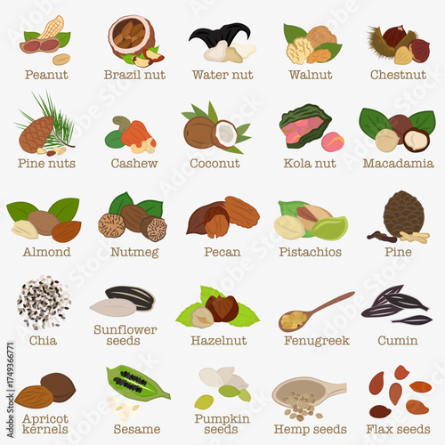 Set of illustrations Nuts and seeds. Created in a colorful flat style with clear lines.