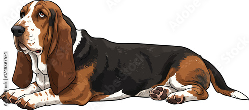 Basset Hound Breed Illustrations for clipart Dog white color background 
