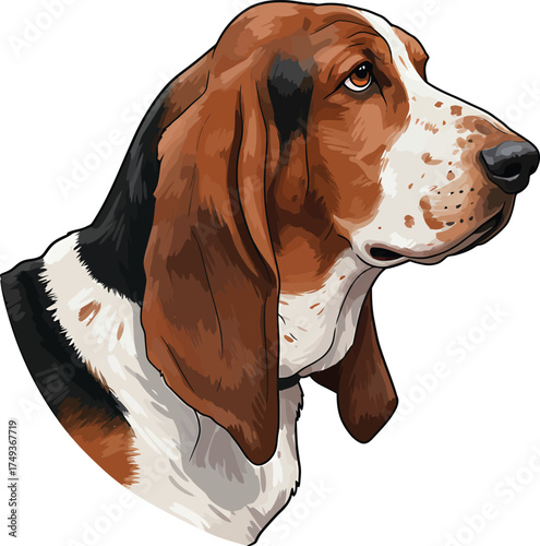 Basset Hound Breed Illustrations for clipart Dog white color background 
